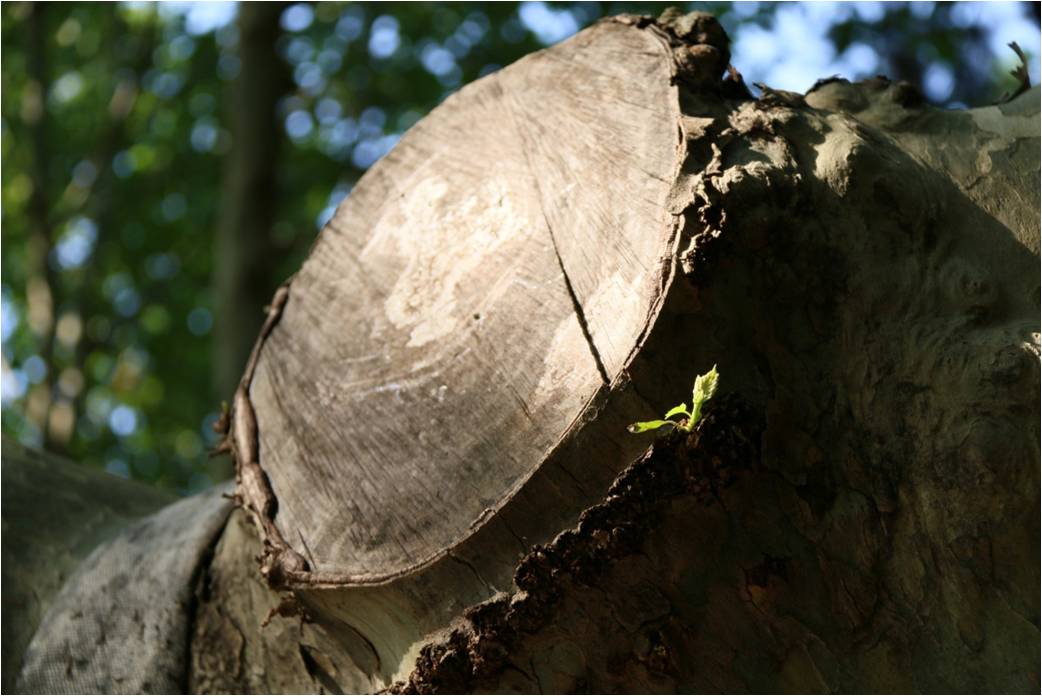 三等奖：在断臂的梧桐里向阳而生，作者：肖冰川
